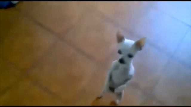 пес танцует смотреть онлайн