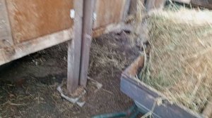 сколько нужно кроликам сена на год