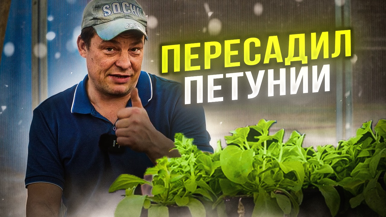 моя петуния перебралась в теплицу и большие горшки вот так она выглядит на 73 день с даты посева сух