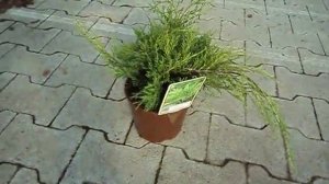 Juniperus media Old Gold