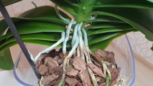 ГРУНТ для орхидеи || КОРА, КЕРАМЗИТ, мох, уголь для орхидей || Во что ЛУЧШЕ сажать орхидеи