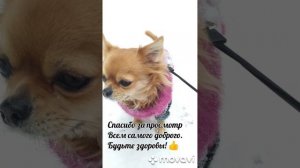 Связала зимний комбинезон для чихуахуа.