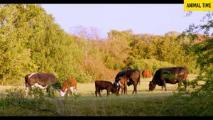 Мычание КОРОВ и лай СОБАК. Домашние животные.