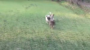 Самые  симпатичные  приятели на свете! Это нужно Видеть! Невероятная дружба животных разных видов.