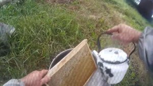Как подсадить плодную матку, чтобы ее не убили пчелы.  100% метод
