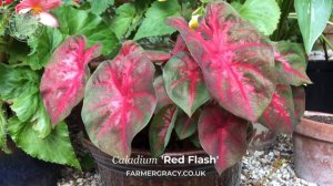 Caladium 'Red Flash' in a pot in the garden - FarmerGracy.co.uk