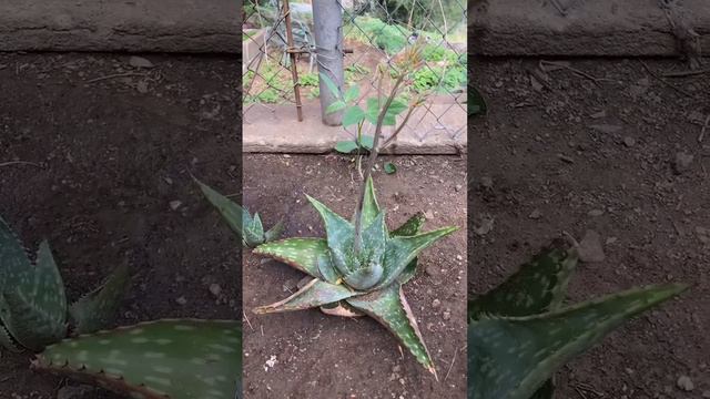 Aloe in bloom.