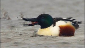 Широконоска (Anas clypeata) - Northern Shoveler