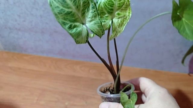 Излишки комнатных растений на 06.06.2023