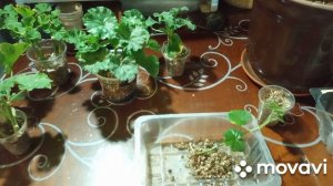 Укоренение и пересадка растений