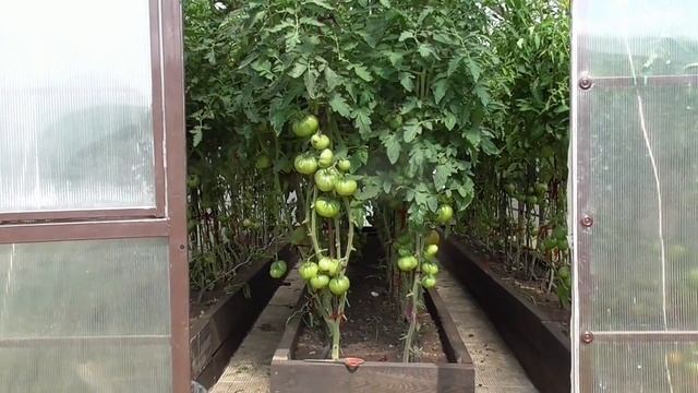 Фитофтора. В дождливую погоду на томатах может появиться фитофтора!
