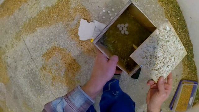 ?Подкладываю яйца другим попугаям.?Неразлучники и осмотр гнёзд. Проверяю яйцо попугая на оплод.