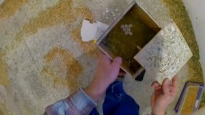 ?Подкладываю яйца другим попугаям.?Неразлучники и осмотр гнёзд. Проверяю яйцо попугая на оплод.