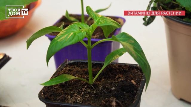 Витамины для растений