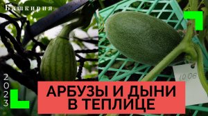 Мои АРБУЗЫ и ДЫНИ в 2023 в
 #Башкирии в теплице. Июнь уже есть первые плоды