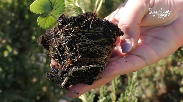 Препараты для здоровья растений смотреть онлайн