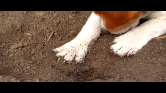 НАША ПРОГУЛКА | ДЖЕК РАССЕЛ ТЕРЬЕР | Jack Russell Terrier | смотреть онлайн