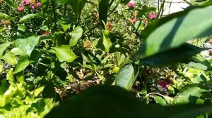 перец капия из семян