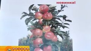 Самые морозостойкие плодовые растения для нашего региона