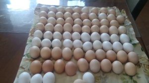 Инкубация куриный яиц,в инкубаторе Норма Луппер.