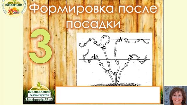 КЛЕМАТИС - король лиан! Обеспечиваем обильное цветение! смотреть онлайн