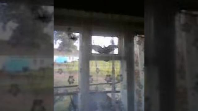 Голубь летит в окно (12.07.2016) смотреть онлайн