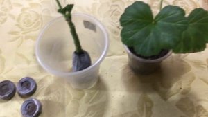 Пеларгония Укоренение черенков в торфо таблетках....Надо или нет?