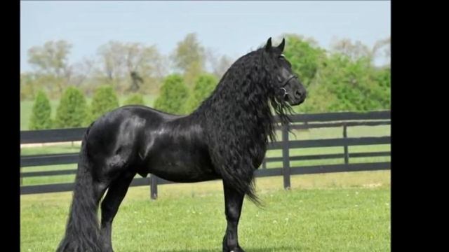 Цыганская песня "Со за мурш баро" 2020 смотреть онлайн