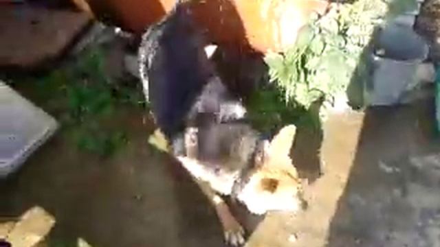 Не хочу на цепь хочу купаться ржака смотреть онлайн