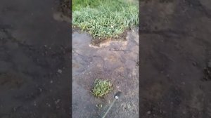 Работа мойки высокого давления Bort kex 2500