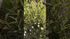 Моя лаванда: розовая, белая и пестролистная.