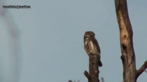 Glaucidium passerinum Masking Воробьиный сыч маскировка