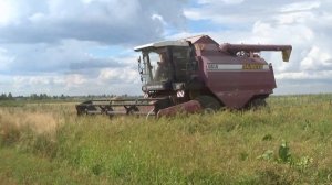 Зерноуборочный комбайн Полесье GS-10 убирает пшеницу на приусадебных участках