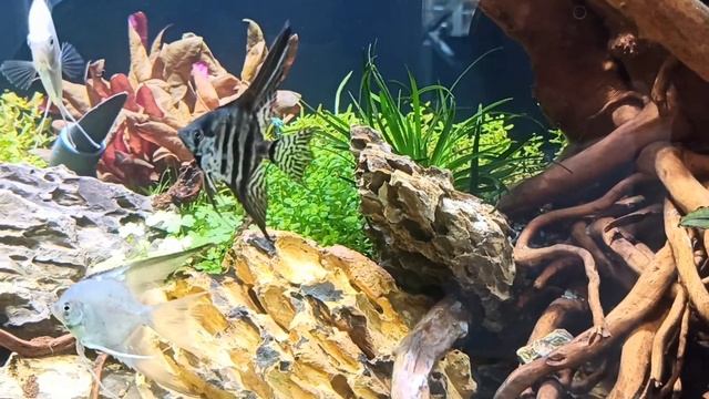 Акваскейп на 820 литров. смотреть онлайн