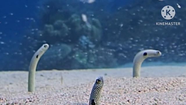 С ПЕСНЕЙ ПОД ВОДУ-23. ЧТО ДЕЛАТЬ? АТАС!!! смотреть онлайн