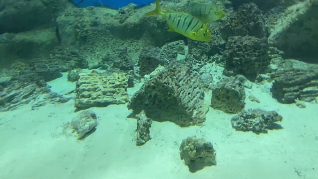 Акулы в Москве ВДНХ Москвариум смотреть онлайн