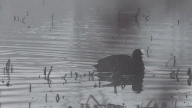 ВЕСЕННЯЯ ОХОТА С ПОДСАДНОЙ УТКОЙ, УДАЧНОЕ ЗАКРЫТИЕ СЕЗОНА! смотреть онлайн