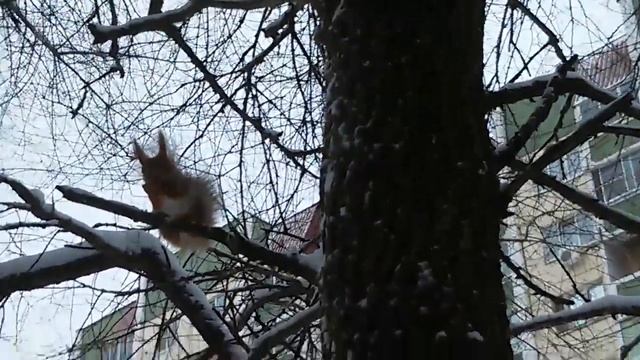 кормим белку зимой смотреть онлайн