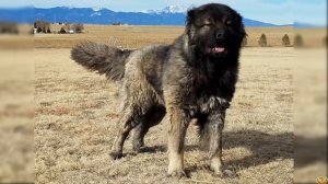 Кавказская Овчарка против Маламута Аляскинского - Кто Победит?