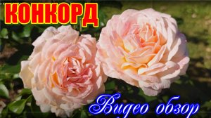 Роза КОНКОРД Новинка от Кордес 2018 г.