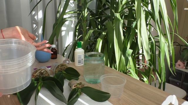 Обработка новых орхидей- малышей./ ИЗЮМИНКА В КОНЦЕ!