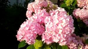 Сочи. Цветет гартензия.  .