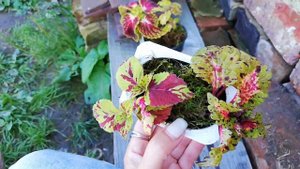 Отличие вегетативных колеусов от сменных. ПОПОЛНИЛА КОЛЛЕКЦИЮ!