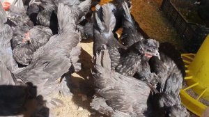 Siberian Fowl Сибирская Мохноножка 2,5 месяца