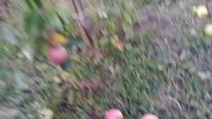 Сорт яблуні Фуджі Бені Шогун!Сигнальне плодоношення!Ранньостиглий клон сорту Фуджі!