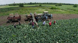 Транспортер для уборки капусты НОУТ-32 в работе на просторах Краснодарского края