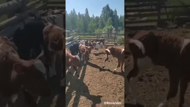 Маленькие телятки – какие они красивые! смотреть онлайн