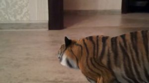 Тигар в доме