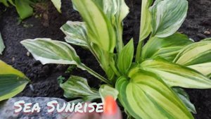 Стрекетная хоста Sea Sunrise...посадка прошлого года