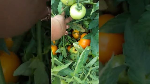 KS18(Айсан) от Китано. Подкормки, обработки смотреть онлайн